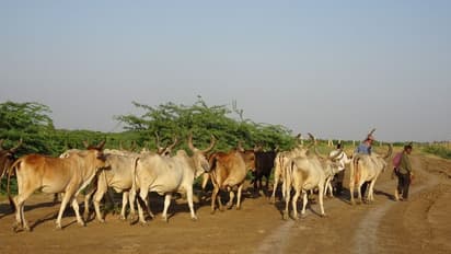 Kolar : ಹಸುಗಳ ಸರಣಿ ಸಾವು - ರೈತರಲ್ಲಿ ಮೂಡಿದ ಆತಂಕ