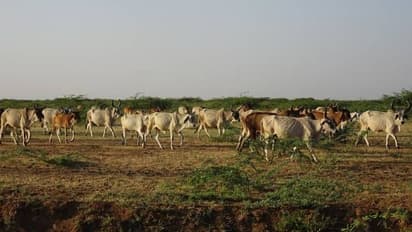 Mysuru Cattle fest : ಪ್ರಸಿದ್ಧ ಜಾನುವಾರು ಜಾತ್ರೆ ಆರಂಭ