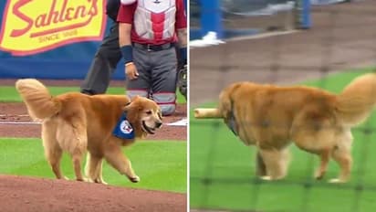 Dog interrupts baseball game, steals away bat; watch hilarious video