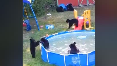 Bear cubs enjoying pool party is the most adorable video you will see on internet today