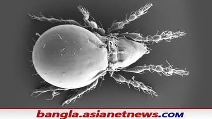 Asexuality Mystery: 'সেক্স' না করে ও হাজার বছর বেঁচে থাকা সম্ভব- অবাক করা তথ্য সামনে আনলেন বিজ্ঞানীরা