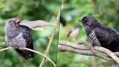 Little bird feeds cuckoo; netizens share divided opinion; watch video