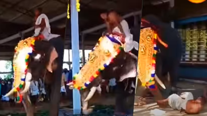 Elephant goes violent in Thiruvilwamala Vilwadrinatha Temple, throws off mahout in Kerala