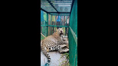 ಕೊನೆಗೂ ಬೋನಿಗೆ ಬಿದ್ದ ಚಿರತೆ: ನಿಟ್ಟುಸಿರು ಬಿಟ್ಟ ಧಾರವಾಡ ಮಂದಿ..!