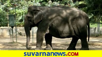 ಸಕ್ರೆಬೈಲಿನ ಹಿರಿಯಜ್ಜಿ ಗಂಗೆ ಇನ್ನಿಲ್ಲ.. ಮಡುಗಟ್ಟಿದ ಶೋಕ