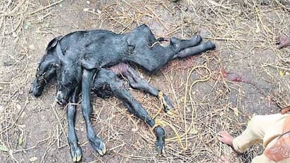 2 తలలు, 6 కాళ్లు.. వింత దూడ జననం.. పుట్టిన కాసేపటికే..