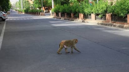 തന്നെ പിടികൂടാൻ സഹായിച്ച ഓട്ടോഡ്രവറോട് പ്രതികാരം തീർക്കണം, കുരങ്ങൻ കാട്ടിൽനിന്നും തിരികെ സഞ്ചരിച്ചത് 22 കി മി