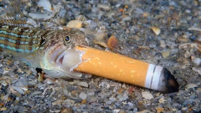 ഉപയോഗിച്ച് വലിച്ചെറിയും മുമ്പോര്ക്കണം, അവ ആര്ക്കൊക്കെ അപകടകരമെന്ന്, ശ്രദ്ധേയമായി ചിത്രം