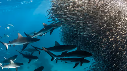 World Ocean Day 2022: ಈ ದಿನವು ಯಾಕೆ ಆಚರಿಸಲಾಗುತ್ತೆ ತಿಳಿಯಿರಿ 