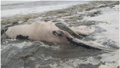 ആറാട്ടുപുഴ തീരത്ത് കൂറ്റൻ തിമിംഗലത്തിന്റെ അവശിഷ്ടങ്ങൾ അടിഞ്ഞു