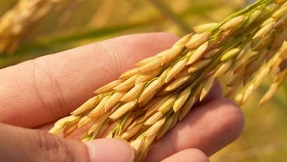 Drought-tolerant, nutrition-rich, disease-resistant: PM Modi to unveil 35 new crop varieties today