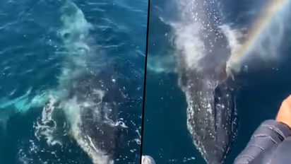 Whale amazes people on cruise with ‘magical rainbow breath’; viral video