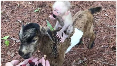 ആട്ടിന്കുട്ടിയുടെ പുറത്തേറി മള്ബറി തിന്നുന്ന കുട്ടിക്കുരങ്ങന്; കാഴ്ചക്കാരുടെ മനംമയക്കും വീഡിയോ