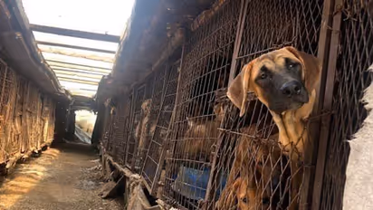 కుక్కలనూ వదలరా..? శునక మాంసం తినడాన్ని నిషేధించే యోచనలో అధ్యక్షుడు