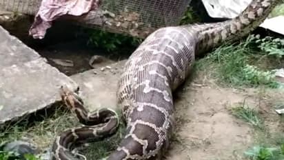 వామ్మో.. కాన్పూర్ యూనివర్సిటీలో మేకను మింగేసిన కొండచిలువ.. వైరల్ వీడియో !