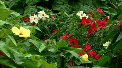 അമ്പമ്പോ! ഇത് നമ്മുടെ വെണ്ട തന്നെയോ; ഓര്ക്കിഡിനെ വെല്ലുന്ന ഭംഗി, കണ്ടാല് ഞെട്ടും