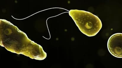 സംസ്ഥാനത്ത് വീണ്ടും അമീബിക് മസ്തിഷ്ക ജ്വരം; മലപ്പുറം സ്വദേശിയായ അഞ്ച് വയസുകാരി ഗുരുതരാവസ്ഥയില്