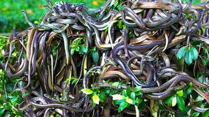 धरती पर यहां है सांपों की दुनिया, ऐसे-ऐसे सांप रहते हैं कि काट ले तो मांस तक पिघल जाए