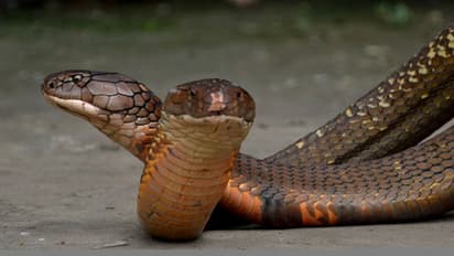 ಒಂದಲ್ಲ, ಎರಡಲ್ಲ, ಮನೆಯೊಳಗೆ 90 ಹಾವು, ತೆರವುಗೊಳಿಸಲು ಬಂದ ಅಧಿಕಾರಿ ದಂಗು!