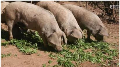 വയനാട്ടിൽ പന്നികളിൽ ആഫ്രിക്കൻ പന്നിപ്പനി,രോഗം കണ്ടെത്തിയ ഫാമിലെ പന്നികളെ കൊല്ലും,ചെക് പോസ്റ്റുകളിൽ പരിശോധന