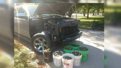 നിർത്തിയിട്ട വണ്ടിയില് ശിശിരകാലം കഴിക്കാൻ 158 കിലോ വാൽനട്ട് ശേഖരിച്ചുവച്ച് അണ്ണാൻ, ഒന്നൊഴിയാതെ പെറുക്കി ഉടമ