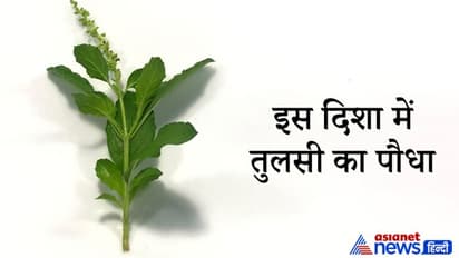 तुलसी का पौधा बढ़ाता है पॉजिटिव एनर्जी, इसे घर में लगाने से पहले ध्यान रखें ये बातें