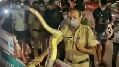 കൊച്ചി മെട്രോ സ്റ്റേഷന് മുന്നിൽ പെരുമ്പാമ്പ്, പിടികൂടി പൊലീസുകാരൻ, ധീരതയെ അഭിനന്ദിച്ച് കെഎംആർഎൽ