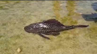 పెద్దపల్లి చెరువులో వింత చేప... చూసేందుకు ఎగబడుతున్న ప్రజలు (వీడియో)