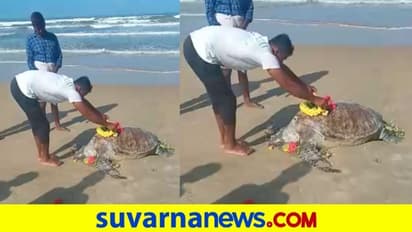 ಧಾರೇಶ್ವರದ ಮೀನುಗಾರ ಸಮಾಜದಿಂದ ಕಡಲಾಮೆಗೆ ಗೌರವದ ಅಂತಿಮ ನಮನ