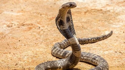 పాము కాటుతో చంపేయడం ట్రెండ్ అయిపోయింది.. సుప్రీం కోర్టు సీరియస్..!