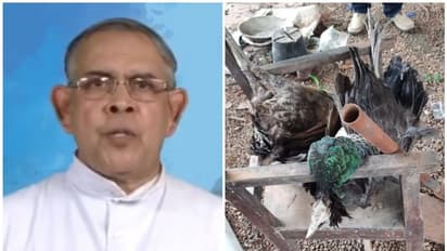 മയിലിനെ വേട്ടയാടി കൊലപ്പെടുത്തിയ കേസില് വികാരി അറസ്റ്റില്