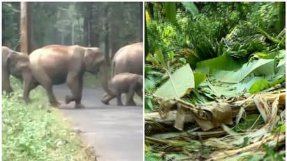 കാടിറങ്ങിയത് 10 ആനകള്, തിരിച്ച് മടങ്ങിയത് ഏഴെണ്ണം; വിളകള് നശിപ്പിക്കുന്നു, ആനപ്പേടിയില് കാസർകോട് കാറഡുക്ക