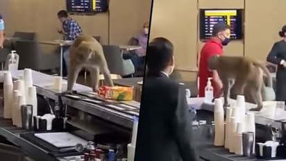 Monkey enters VIP lounge of IGI Airport; find out what happens next