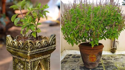 తులసి మొక్కలో ఈ మార్పులు వస్తే వెంటనే ఈ పని చెయ్యండి.. లేదంటే ఇంటికే అరిష్టం?