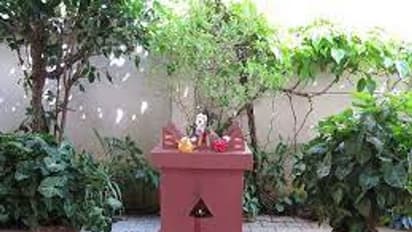 Holy basil: துளசி செடியின் பலன்கள்..! துளசி இலைகளை எப்போது பறிக்க கூடாது....வாஸ்து, சாஸ்திரம் சொல்வது என்ன..?