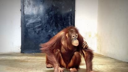 ಮೈಸೂರು ಮೃಗಾಲಯಕ್ಕೆ ಆಗಮಿಸಿದ ವಿದೇಶಿ ಅತಿಥಿಗಳು