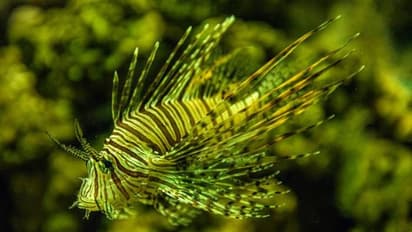 മാരകമായ വിഷമുള്ള ലയൺഫിഷ്, അങ്ങേയറ്റം അപകടകാരി, പിടികൂടി 39 -കാരൻ