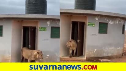 ರಾಂಗ್ ಅಡ್ರೆಸ್... ಜೆಂಟ್ಸ್ ಟಾಯ್ಲೆಟ್‌ನಿಂದ ಹೊರಬಂದ ಲೇಡಿ ಸಿಂಹ!