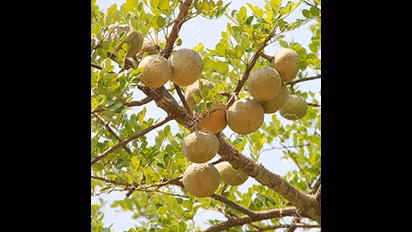 మగవారిలో అలాంటి సమస్యలను తరిమికొట్టే వెలగపండు.. ఇది తీసుకుంటే శరీరంలో మార్పులు?