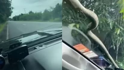 ഓടിക്കൊണ്ടിരിക്കെ കാറിന്‍റെ ചില്ലിന് മുകളിലൂടെ ഇഴഞ്ഞെത്തുന്ന പാമ്പ്; വീഡിയോ