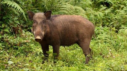 കാട്ടുപന്നി ആക്രമണത്തിന് മുന്നിൽ പിടിച്ചു നിൽക്കാനാവാതെ വലഞ്ഞ് കർഷകർ; വെടിവെക്കാന്‍ അനുമതിയുണ്ട്, പക്ഷേ....