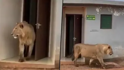 Watch: Lion walks out of public toilet; viral video stuns netizens