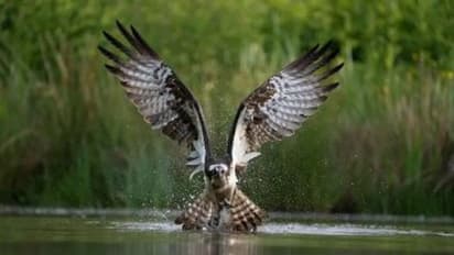 നാഷണല്‍ ജിയോഗ്രാഫിക് ട്രാവലര്‍ ഫോട്ടോഗ്രാഫി മത്സരം; മലയാളി ഫോട്ടോഗ്രാഫറിന് റണ്ണറപ്പ് അവാര്‍ഡ്