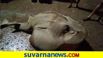 ಮಲ್ಪೆಯಲ್ಲಿ ಅಪರೂಪದ 84 ಕೆಜಿ ಹೆಲಿಕಾಫ್ಟರ್ ಫಿಶ್ ಬಲೆಗೆ!