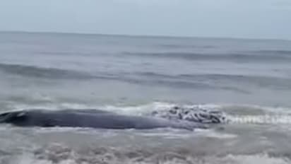 അഴീക്കൽ കടപ്പുറത്ത് കരയ്ക്കടിഞ്ഞത് തിമിംഗലത്തിന്റെ ജഡം, പോസ്റ്റ്മോർട്ടം പുരോഗമിക്കുന്നു