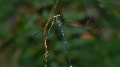 അസമില്‍ പക്ഷി നിരീക്ഷണത്തിന് പോയി, അത്യപൂര്‍വ്വ തുമ്പിയെ കണ്ടെത്തി മലയാളി നിരീക്ഷക സംഘം !