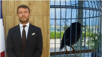 അഫ്ഗാനില് നിന്നും രക്ഷപ്പെട്ട മൈനയ്ക്ക് സ്നേഹക്കൂടൊരുക്കി ഫ്രഞ്ച് അംബാസഡര്; ഹൃദയം തൊടുന്ന കഥ