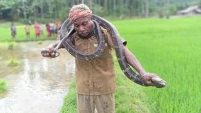 പിടികൂടിയ രാജവെമ്പാലയെ കഴുത്തിൽ ചുറ്റി പ്രദർശനം, കടിയേറ്റ് 60കാരന് ദാരുണാന്ത്യം