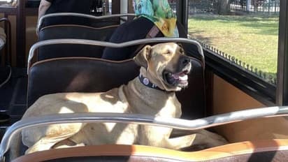 ഇസ്താംബൂളിലെ സഞ്ചരിക്കുന്ന നായ, ബോജി ഒരുദിവസം താണ്ടുന്നത് 30 കിലോമീറ്റർ വരെ