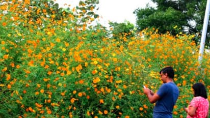 ಪುಣೆಯ ರಸ್ತೆ ಬದಿಯಲ್ಲಿ ಸಾವಿರಾರು ಕೋಸ್ಮಸ್: ಇಳಿದು ಸೆಲ್ಫಿ ಕ್ಲಿಕ್ಕಿಸ್ತಿದ್ದಾರೆ ಜನ